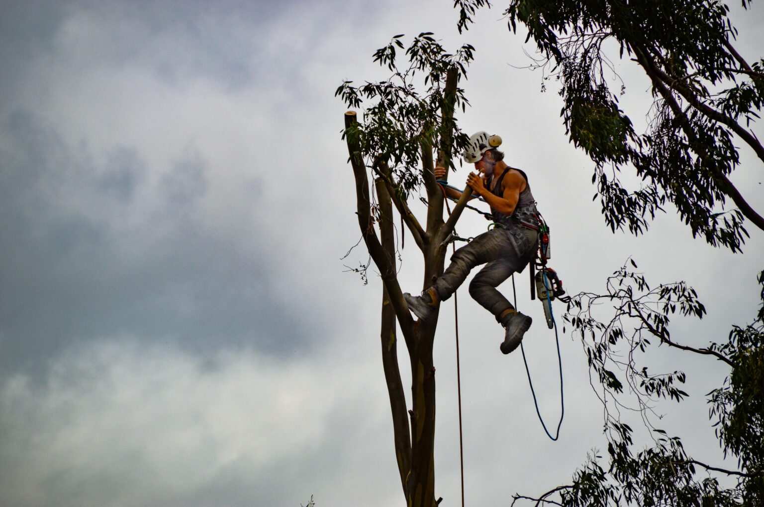 Crane tree service work