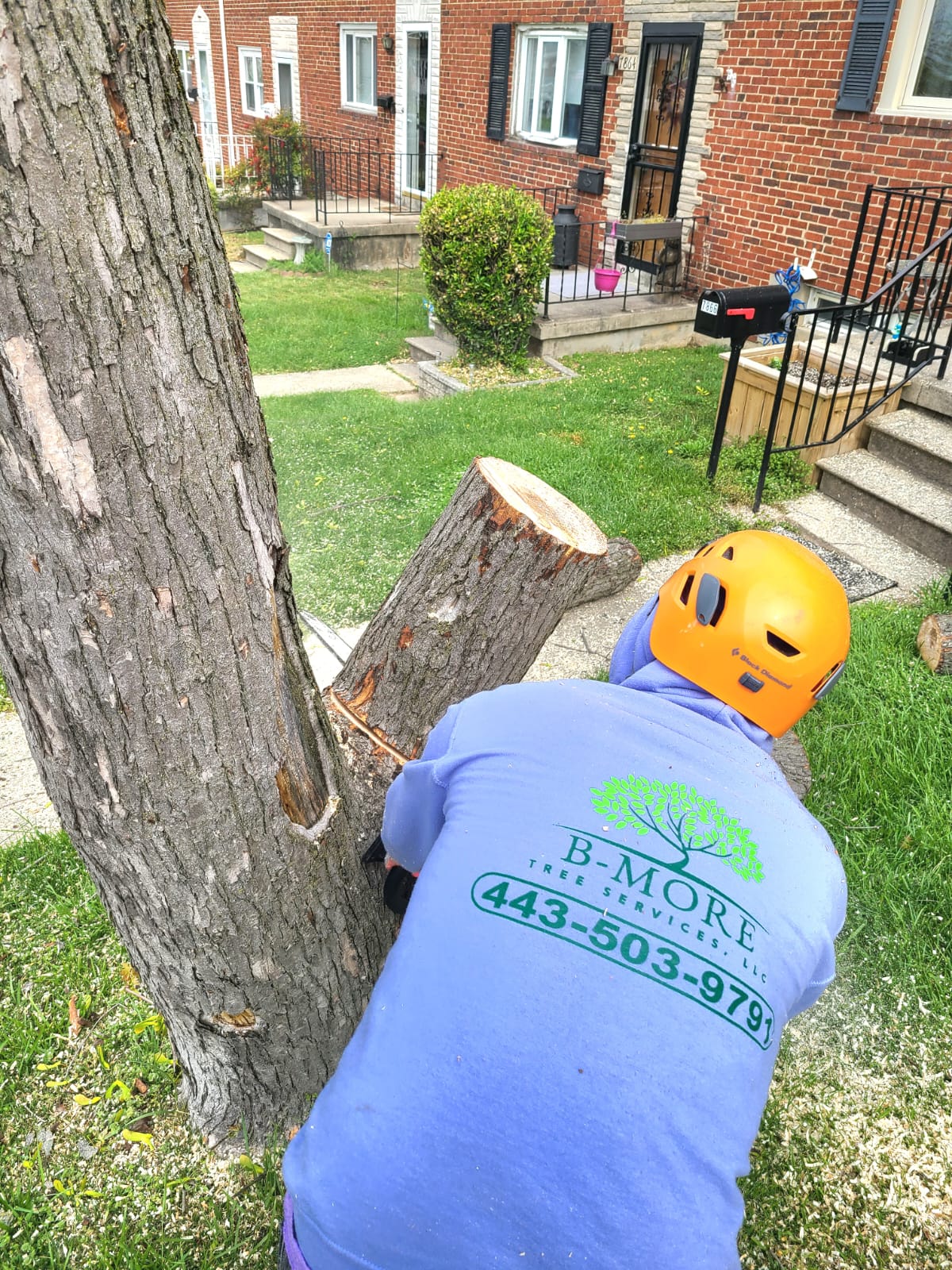 Tree service project