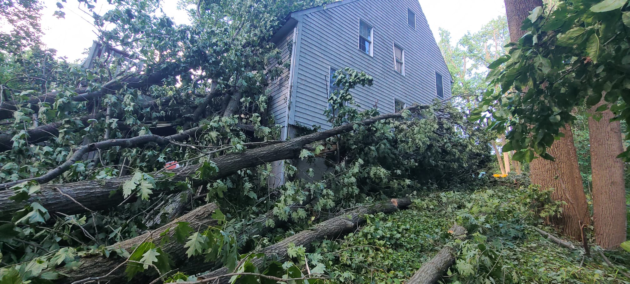 Tree service work