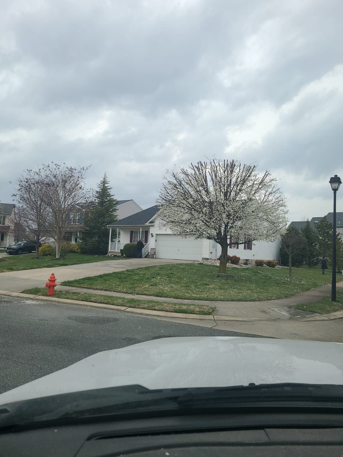 Tree work completed